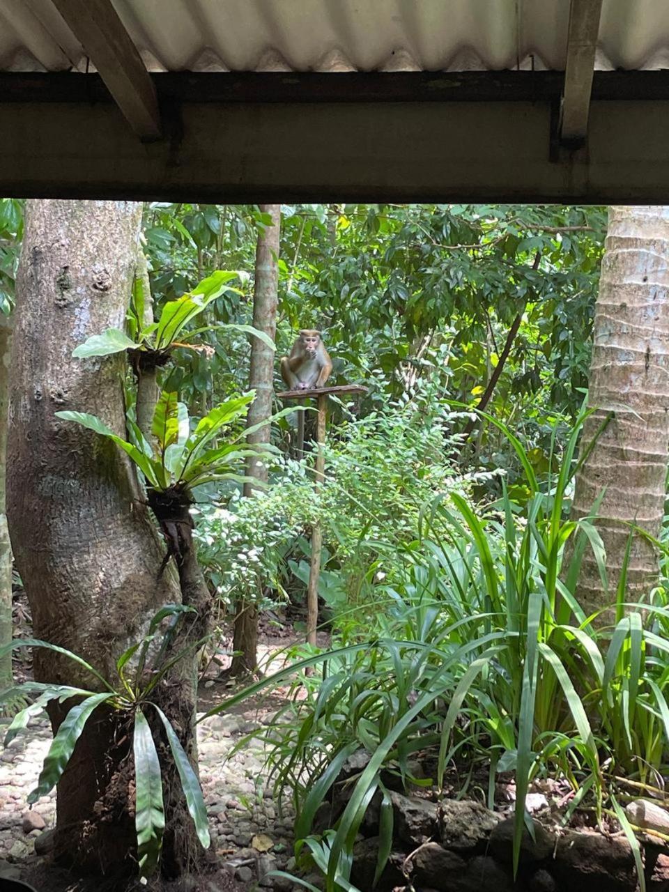 Gallene Gala Nature Resort キトゥルガラ エクステリア 写真